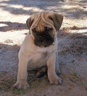 Bullmastiff puppies available for good home
