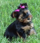 Cute Yorkie puppies for X-Mas