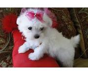 charming Maltese Puppies for adoption