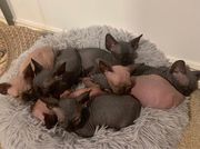 Sphynx kittens looking for their forever homes.