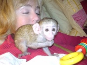 baby capuchin monkey