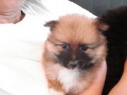 Affectionate and adorable pomeranian puppies for adoption