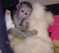 affectionate and lovely capuchin monkey for a good home