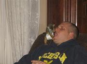 Males/Females baby Capuchin, Squirrel and Spider monkeys Available.