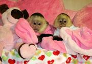 CAPUCHIN MONKEYS FOR SALE!!!!