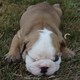 english bulldog puppy for sale