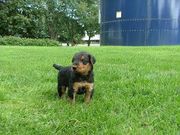 Stone Ridge Airedale Terrier puppies